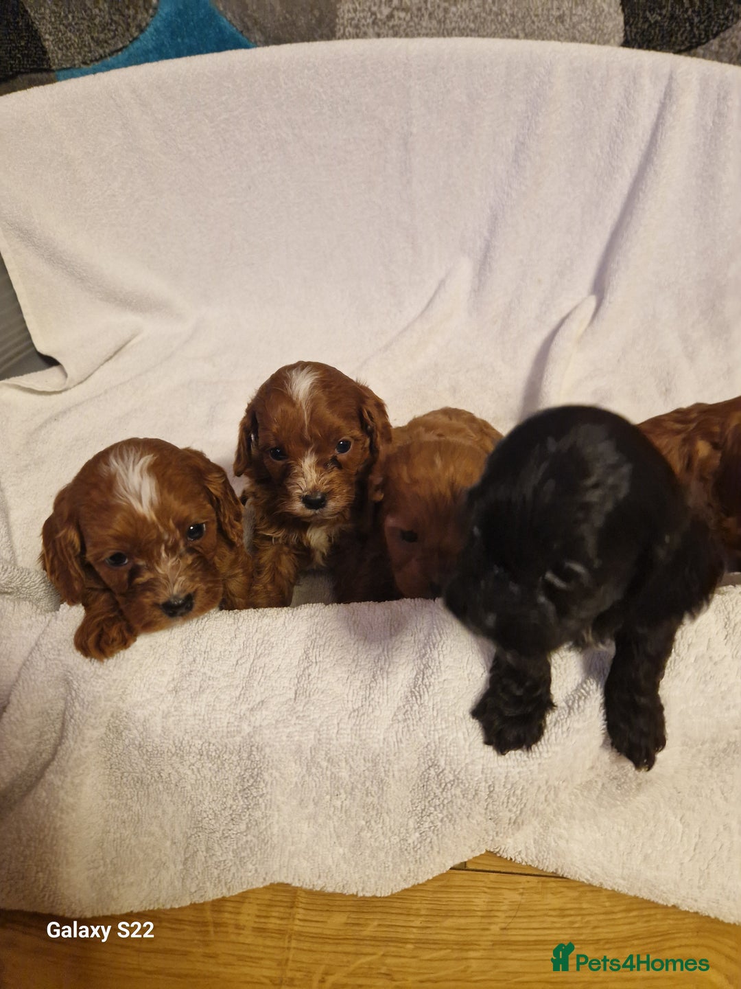 Cavapoo dogs for sale: Fox Red Cavapoo F1 Puppies  - Image 7