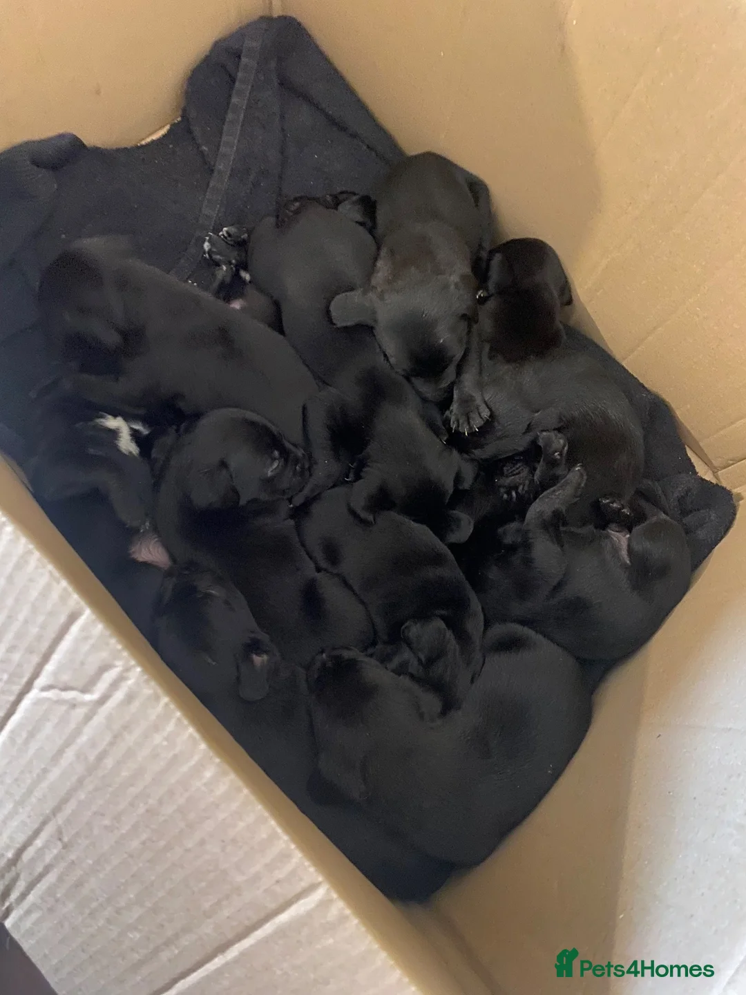 Patterdale Terrier dogs for sale: Patterdale in Darlington - Advert 1