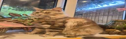 Maine Coon cats for sale: Maine coon kittens for sale  - Advert 1