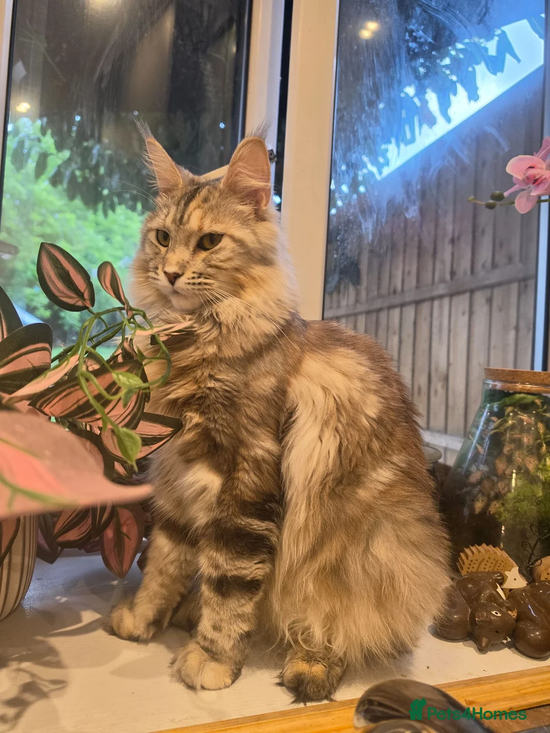 Maine Coon cats for sale: Maine coon kittens for sale  - Advert 1
