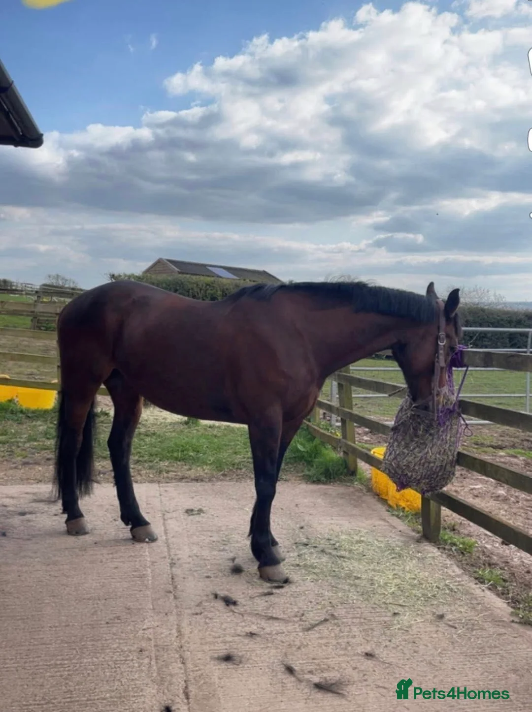 Cleveland Bay horses for sale: Jessica (Jessie) in Stoke-on-Trent - Advert 2