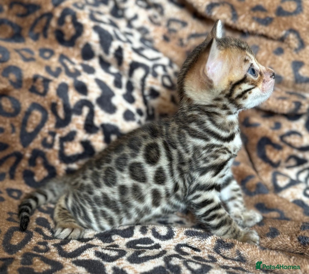 Bengal cats for sale: Outstanding Bengal kittens European Champion sire! - Image 15