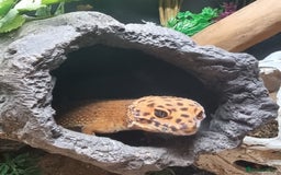 Leopard Gecko reptiles for sale: female purple head tangerine leopard gecko  - Image 2