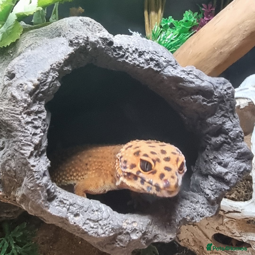 Leopard Gecko reptiles for sale: female purple head tangerine leopard gecko  - Image 2