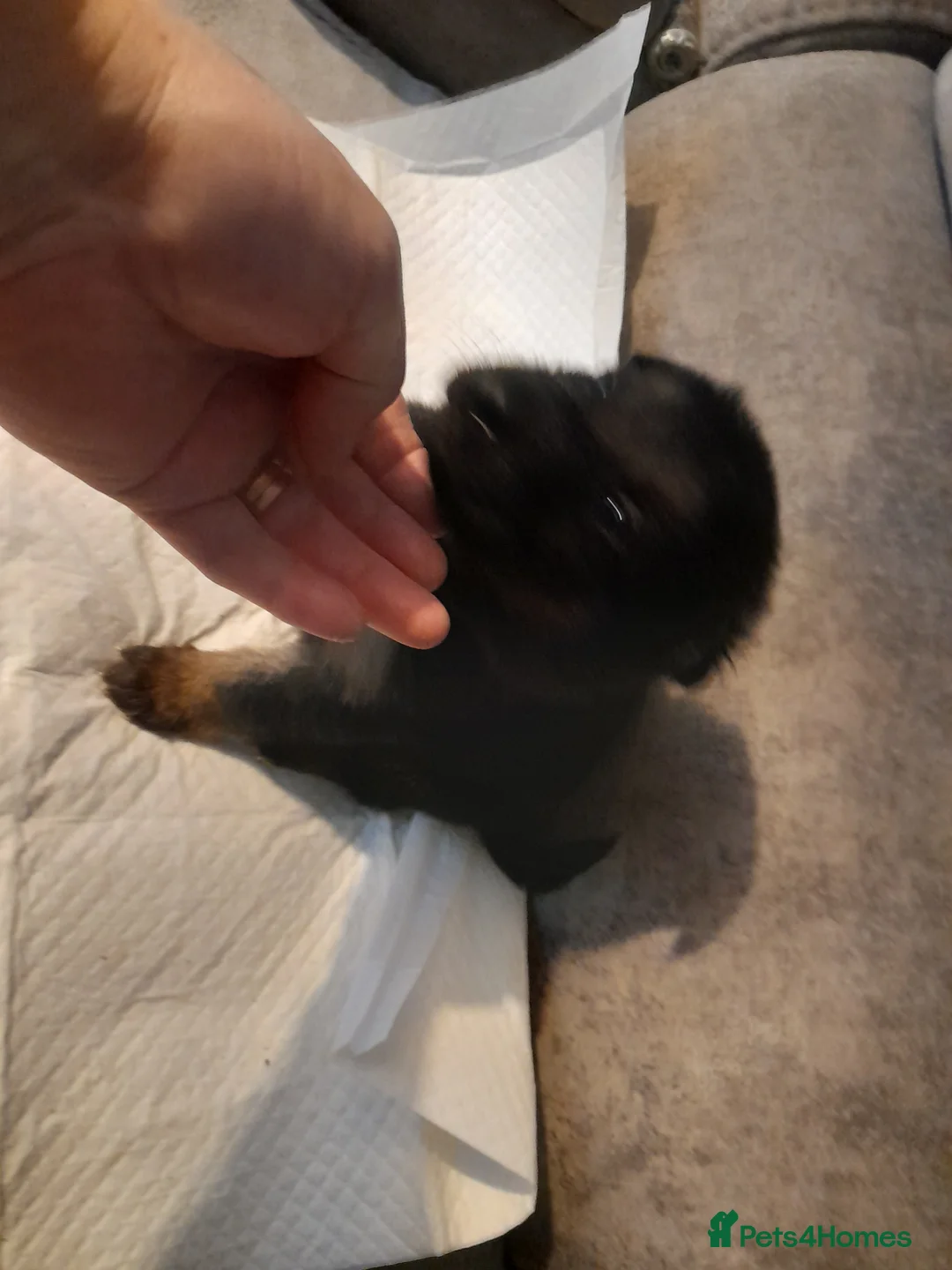 German Shepherd dogs for sale: Stunning German shepherd puppies - Advert 9