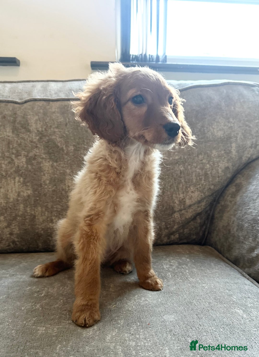 Sprocker dogs for sale: Beautiful spaniel girl   - Advert 9