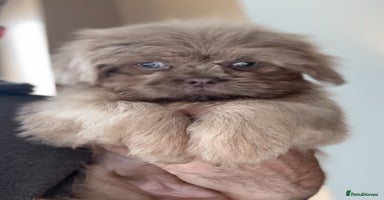Shih Tzu dogs - Advert 5