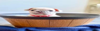 French Bulldog 6