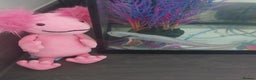 Other/Mixed Breed fish for sale: Axolloti - Advert 3
