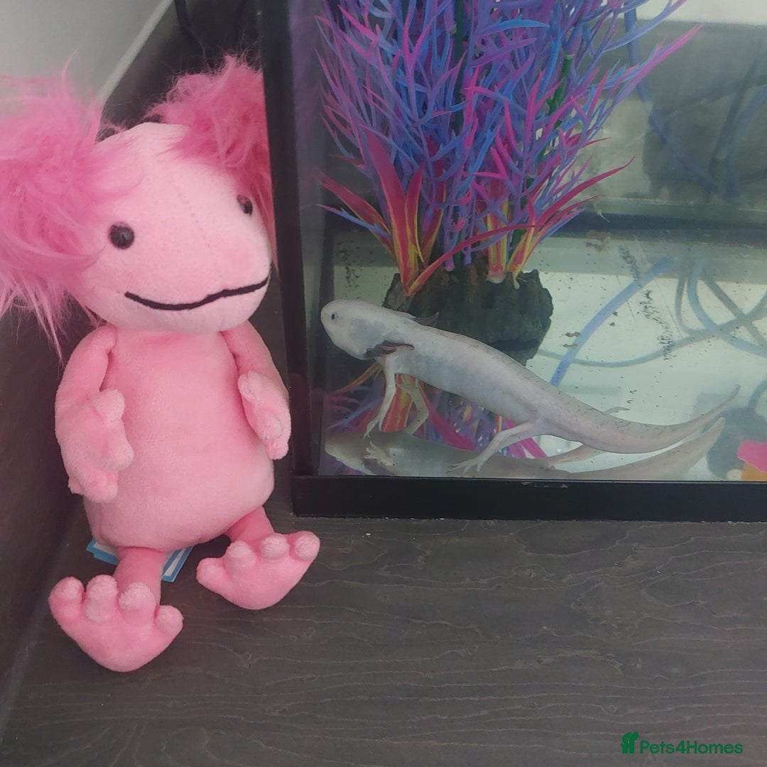 Other/Mixed Breed fish for sale: Axolloti - Advert 3