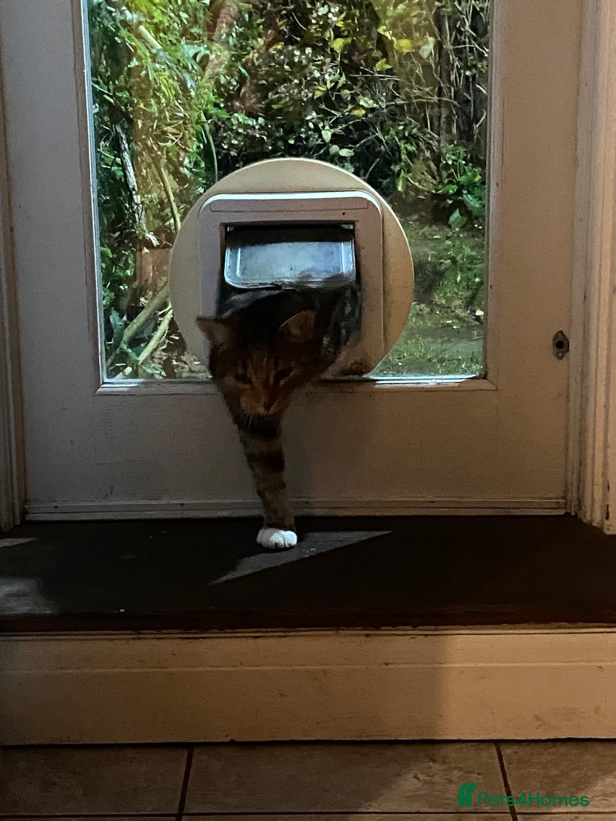 Mixed Breed cats for sale: Free: Tigrina and Ombra, sweet and playful sisters - Advert 4