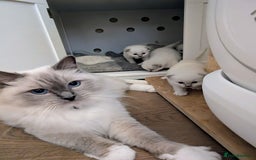 Ragdoll cats for sale: 🏆 🐾 Tica Registered EU Ragdoll Kittens 🐈 🏆 - Image 13
