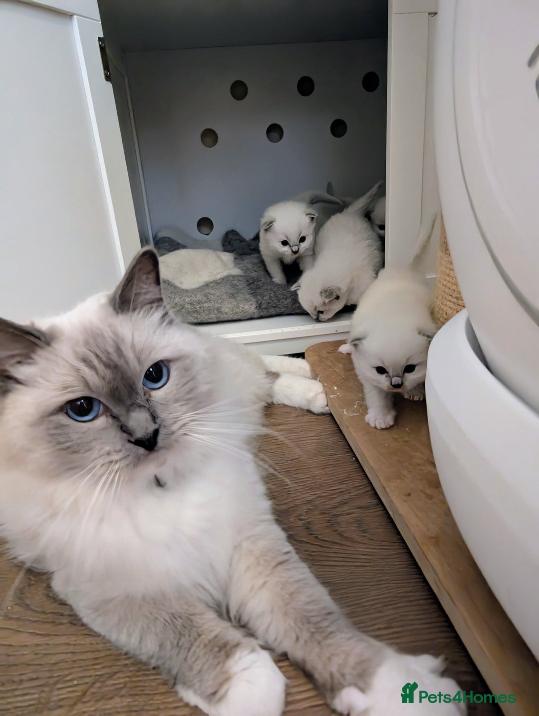 Ragdoll cats for sale: 🏆 🐾 Tica Registered EU Ragdoll Kittens 🐈 🏆 - Image 13