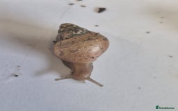 Snails invertebrates for sale: Giant Land Snail Babies - Image 14
