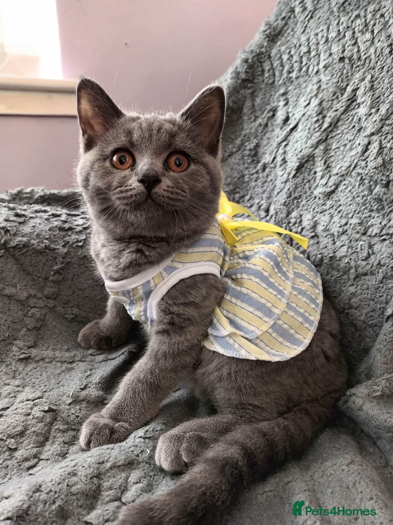 British Shorthair cats Pure British Shorthair  - Advert 18