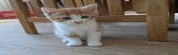 Mixed Breed cats for sale: Beautiful kitten for sale - Advert 3