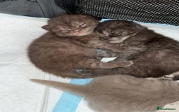 British Shorthair cats for sale: Gorgeous British Shorthair/Scottish Fold kittens - Advert 12