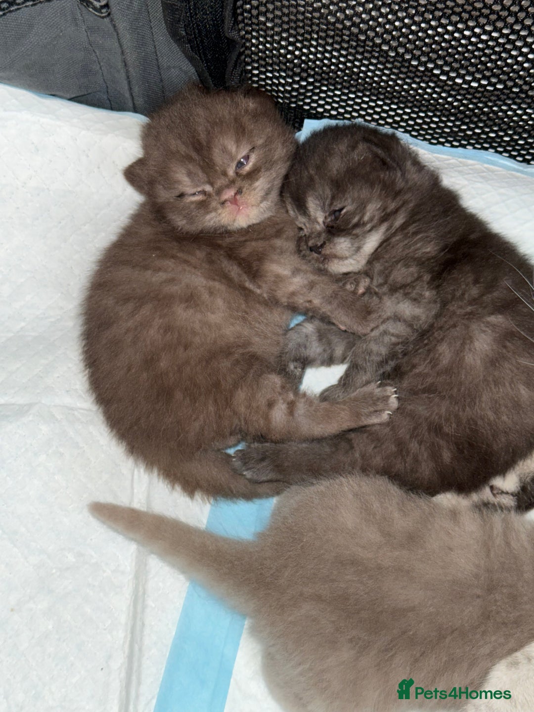British Shorthair cats for sale: Gorgeous British Shorthair/Scottish Fold kittens - Advert 12