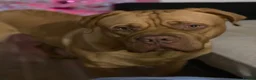 Dogue De Bordeaux dogs for sale: 6 Year Old Dogue de Bordeaux - Advert 3