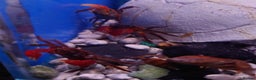 Other/Mixed Breed fish for sale: Fish Stock List - Updated Regularly  - Advert 7