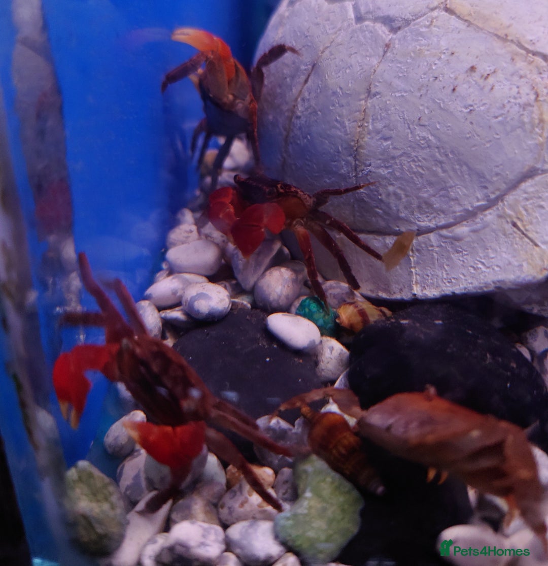 Other/Mixed Breed fish for sale: Fish Stock List - Updated Regularly  - Image 7