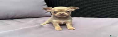 Chihuahua 3