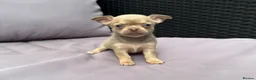 Chihuahua dogs for sale: **PRICE REDUCTION** 🐾🩶 READY TO GO LAST TINY BOY - Advert 37