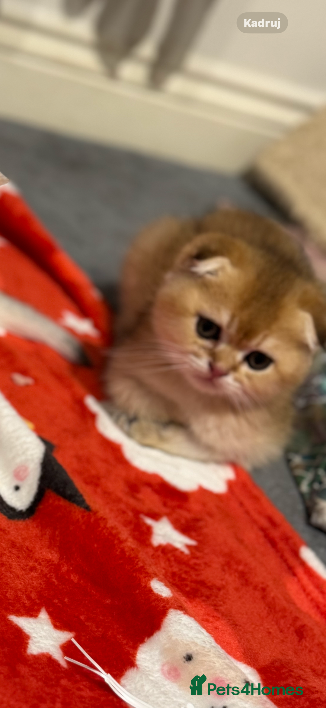 Scottish Fold cats for sale: Scottish purebred Fold and Straight kittens - Advert 12