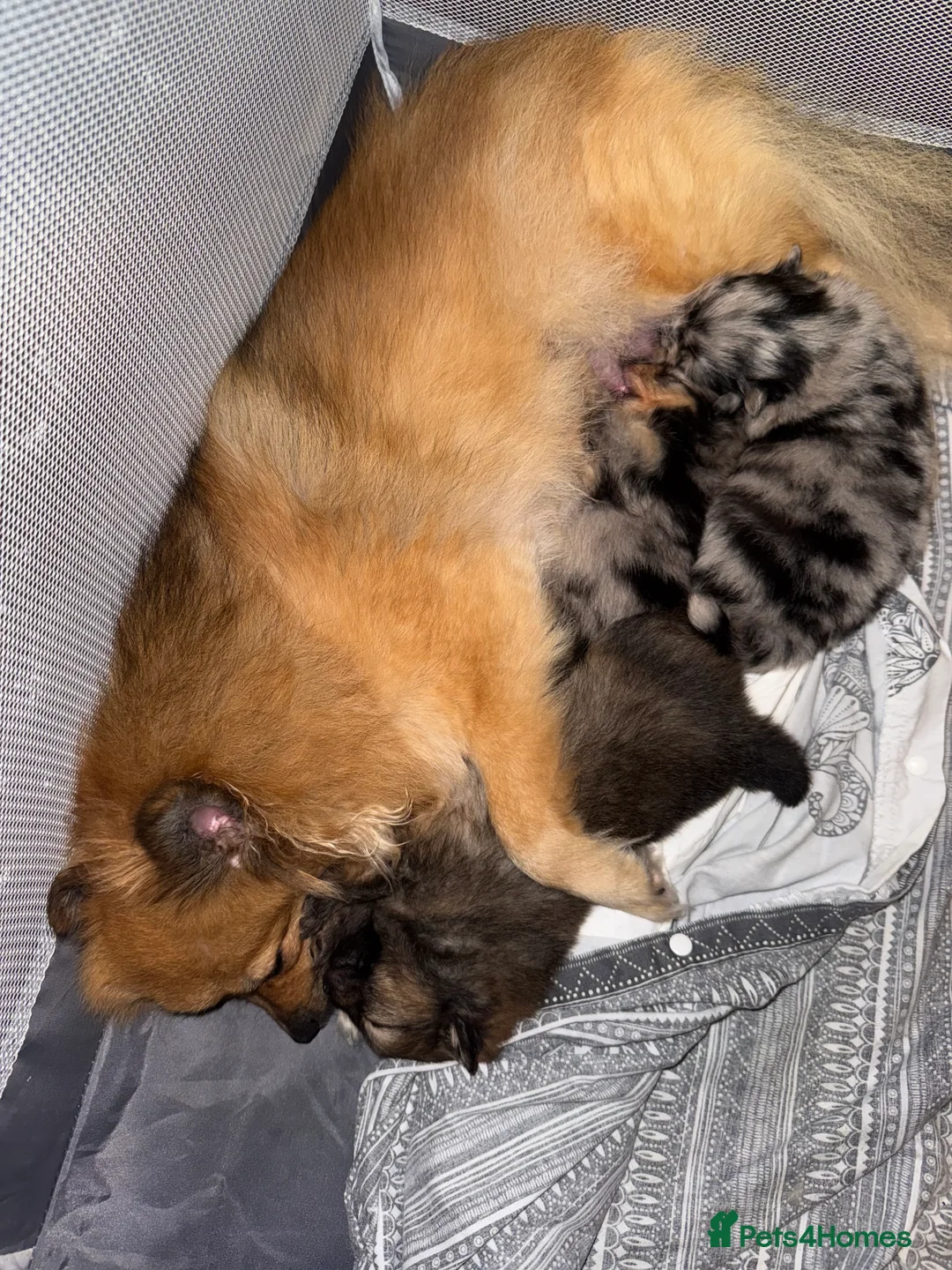 Pomeranian dogs for sale: Fully Vaccinated Orange Sable Boy Pomeranian 💙 - Advert 20