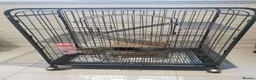 Chinchilla rodents for sale: ❄️Beautiful Pink White Chinchilla with Red Eyes❄️ - Advert 3