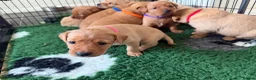 Labrador Retriever dogs for sale: Fox red & yellow Labrador puppies  - Advert 10