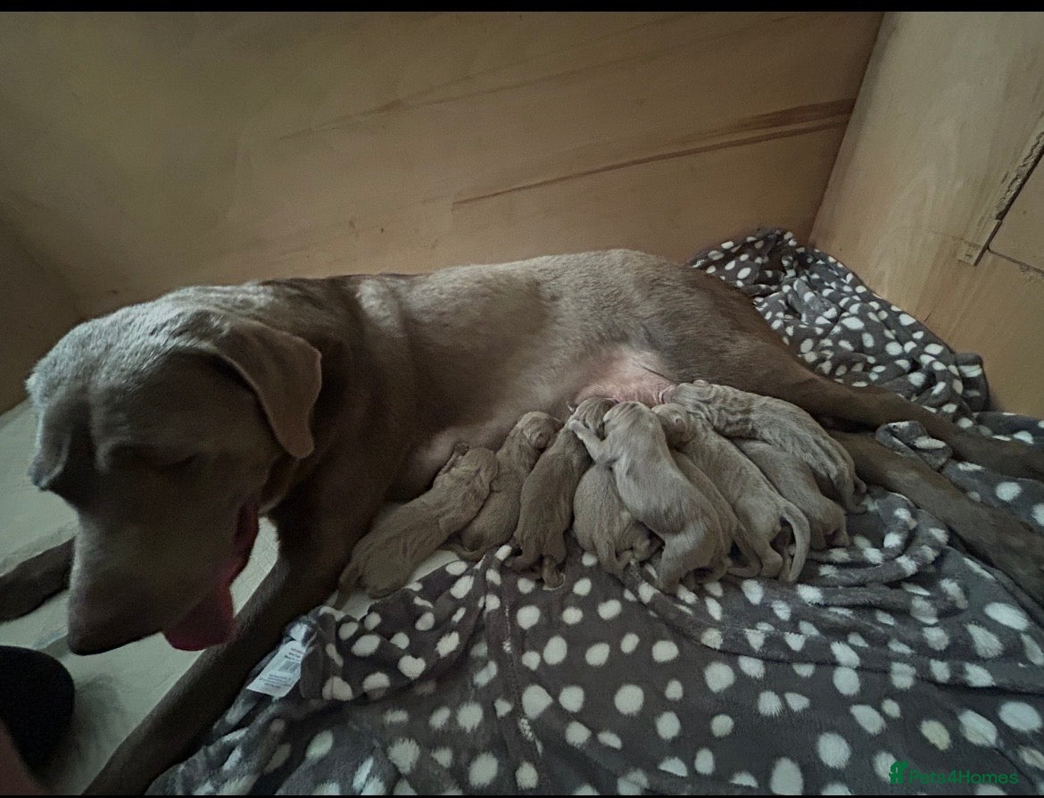 Labrador Retriever dogs Silver Labrador Retriever  - Advert 2