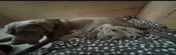 Labrador Retriever dogs for sale:  KC Silver Labrador Retriever  - Advert 2