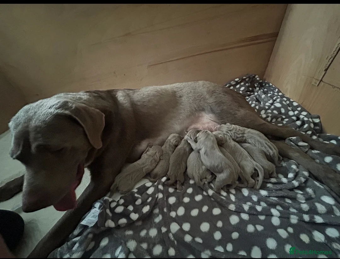Labrador Retriever dogs for sale:  KC Silver Labrador Retriever  - Advert 2
