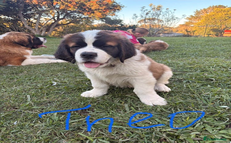 Saint Bernard dogs - Advert 1
