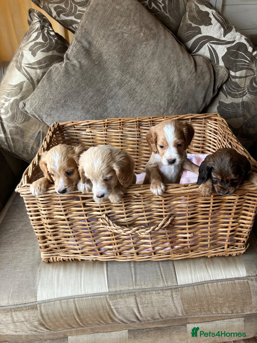 Cocker Spaniel dogs for sale: Cocker spaniel puppies 4 boys & 4 girls  in Bedlington - Advert 1