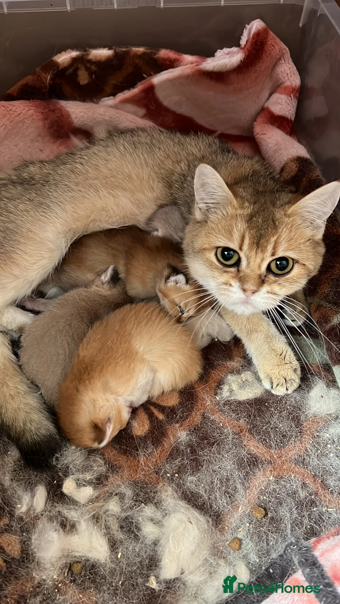 British Shorthair cats for sale: 🐾 Purebred BSH Golden kitten 🐾  - Advert 34