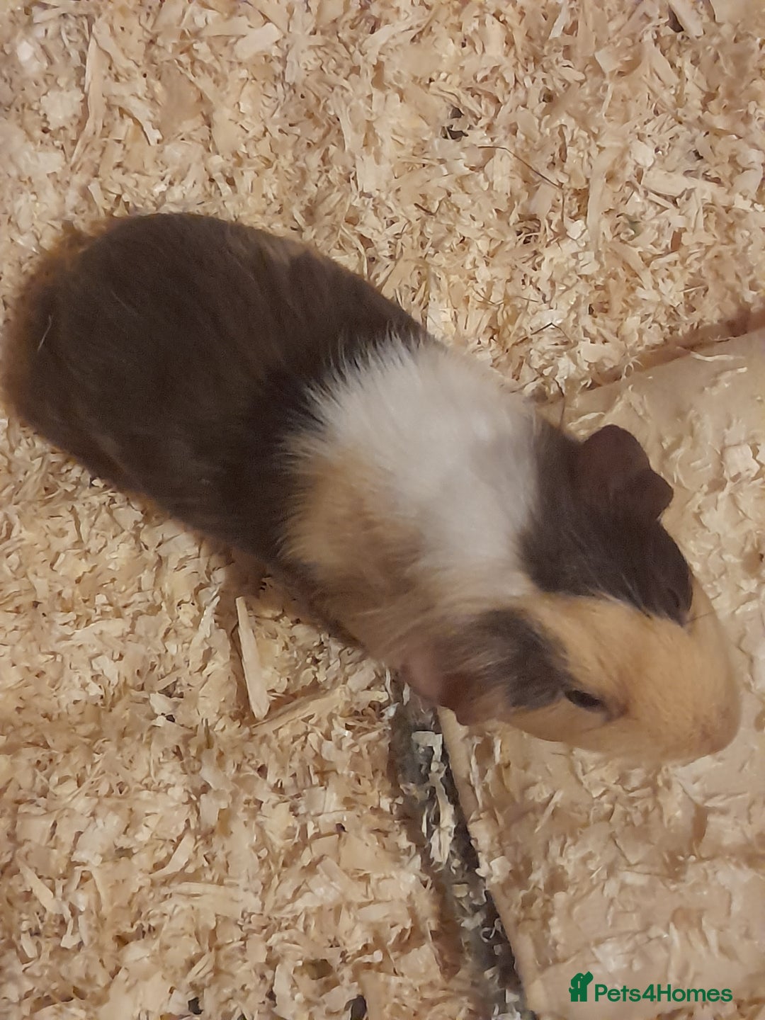 Guinea Pig rodents for sale: Two Guinea Pig Boys - Image 2