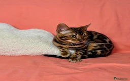 Bengal cats for sale: 🐾Purebred BENGAL Kittens🐾  - Image 5