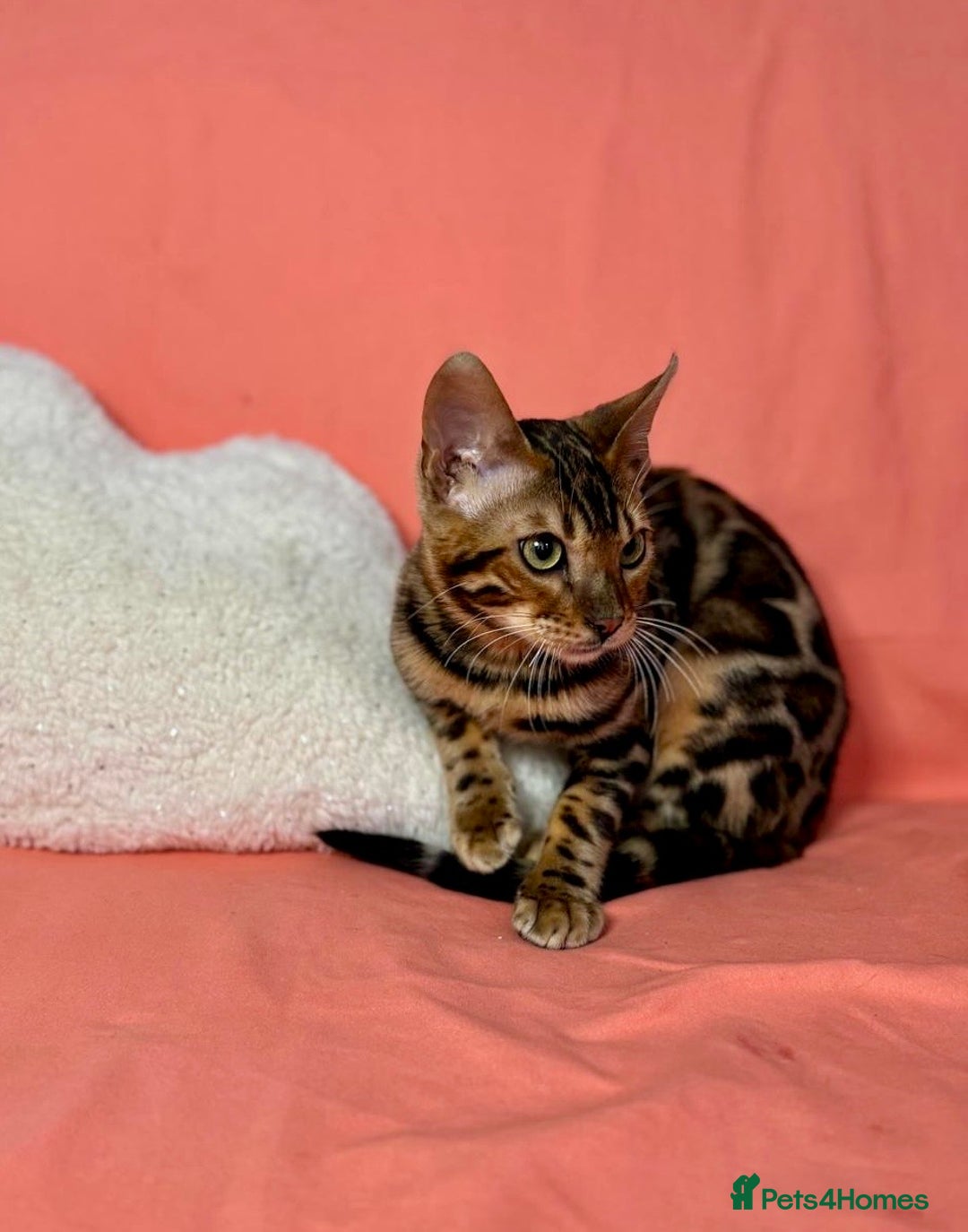 Bengal cats for sale: 🐾Purebred BENGAL Kittens🐾  - Image 5
