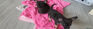 Chihuahua 3