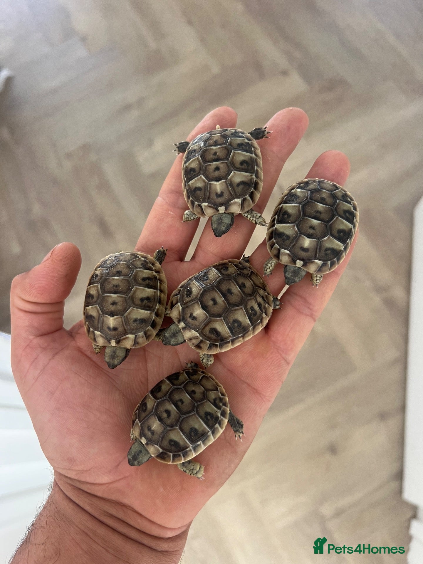 Tortoise reptiles Uk Bred Dalmatian Hermann tortoise - Advert 2