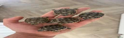 Tortoise reptiles for sale: Uk Bred Dalmatian Hermann tortoise - Advert 2