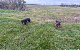 Dachshund dogs for sale: Miniature dachshund  - Image 4