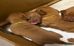 Dogue De Bordeaux dogs for sale: Stunning litter kc Dogue de Bordeaux puppies - Image 8