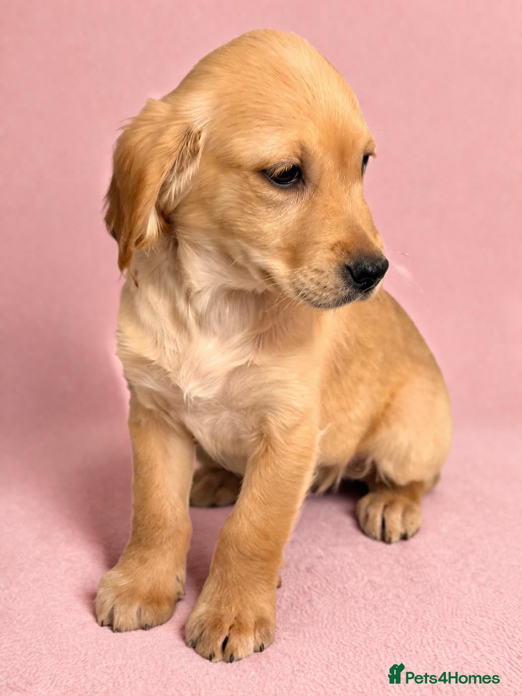 Golden Retriever dogs READY NOW KC Puppies With Health Tested Parents - Advert 10