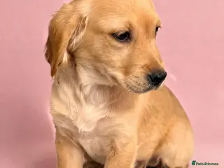 Golden Retriever dogs READY NOW KC Puppies With Health Tested Parents - Advert 15