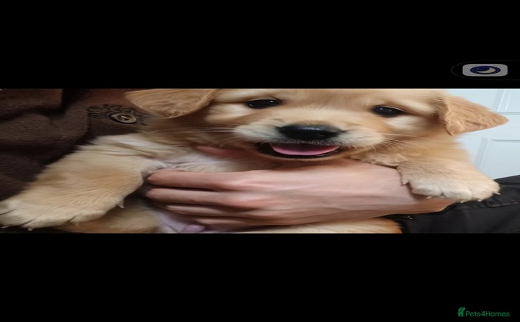 Golden Retriever dogs - Advert 15