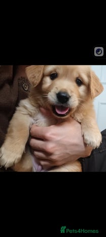 Golden Retriever dogs - Advert 2