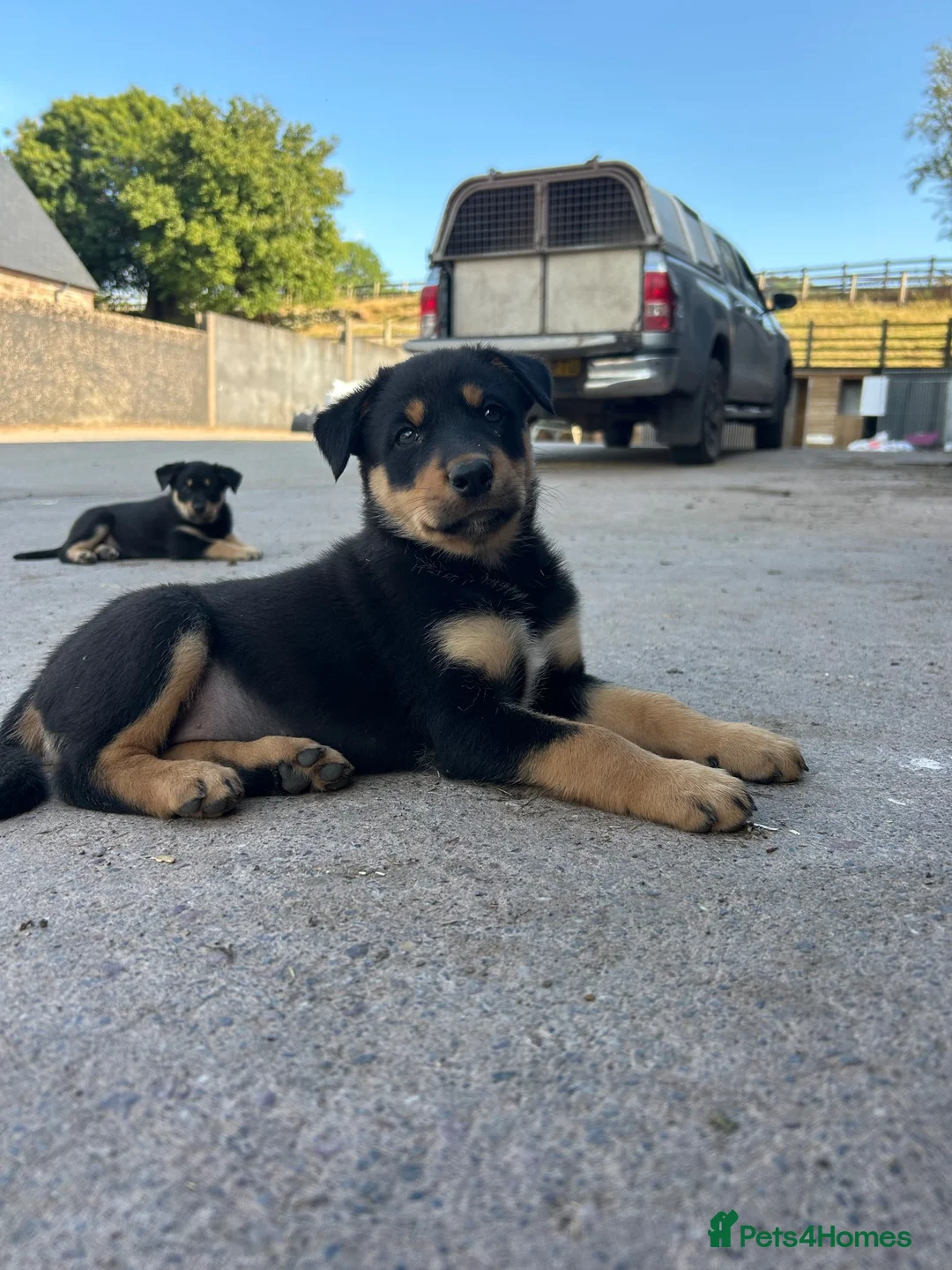 Australian Kelpie dogs for sale: Mixed Litter Kelpie Pups in Brecon - Advert 2